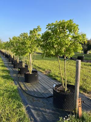 STAPHYLEA PINNATA