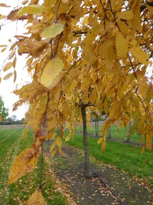 CARPINUS BETULUS PENDULA