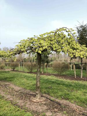 ULMUS CAMPERDOWNII