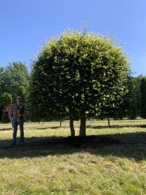 FAGUS SYLVATICA