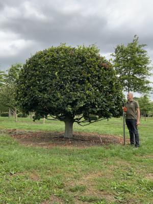 FAGUS SYLVATICA
