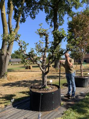 PYRUS COMMUNIS DOYENNE DU COMICE
