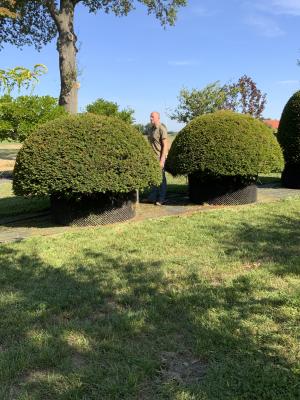 TAXUS BACCATA