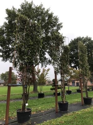 QUERCUS ILEX