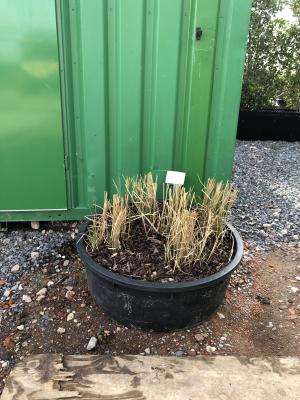 MISCANTHUS GIGANTEUS