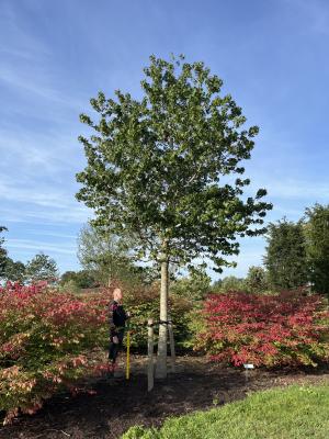 LIQUIDAMBAR STYR.AUTUMN COLOR GLOBE