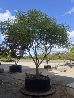 KOELREUTERIA PANICULATA