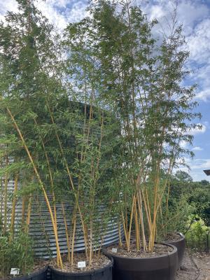 PHYLLOSTACHYS VIVAX AUREOCAULIS