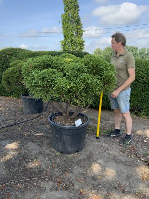 CRYPTOMERIA JAPONICA GLOBOSA NANA