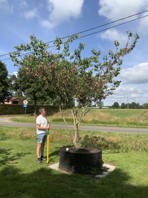 CERCIS SILIQUASTRUM