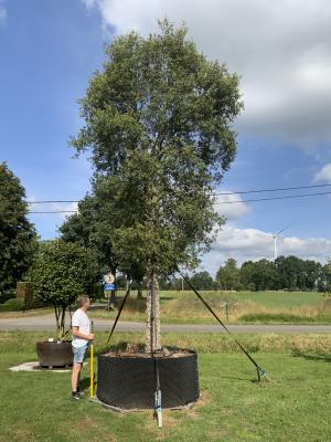 QUERCUS SUBER