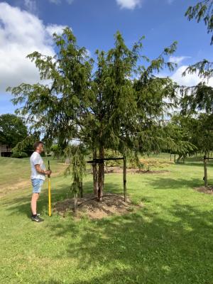 TAXUS BACCATA DOVASTONIANA