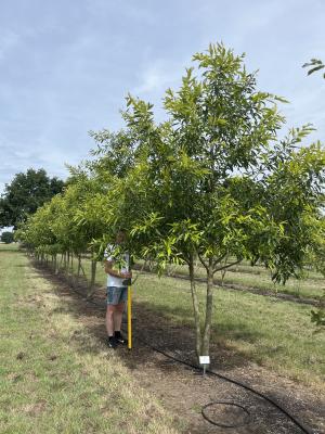 QUERCUS ACUTISSIMA