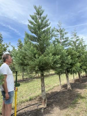 SEQUOIADENDRON GIGANTEUM
