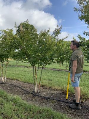 LAGERSTROEMIA NATCHEZ