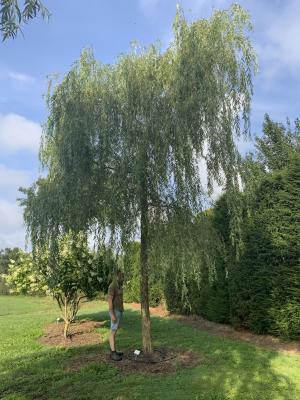 SALIX ALBA TRISTIS
