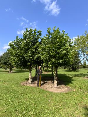 PLATANUS ACERIFOLIA