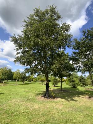QUERCUS CERRIS