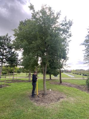 QUERCUS PUBESCENS