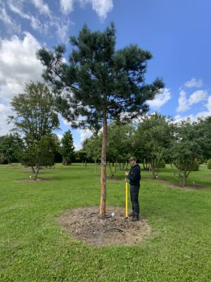 PINUS SYLVESTRIS GLAUCA