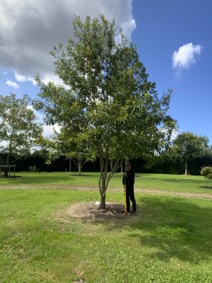 QUERCUS ACUTISSIMA