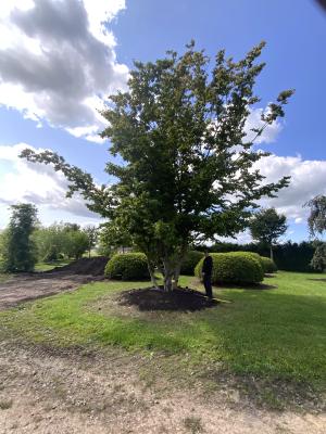 CARPINUS BETULUS