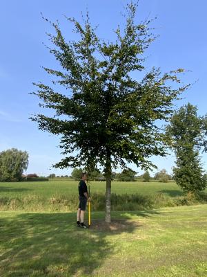 FAGUS SYLVATICA