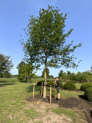 QUERCUS ROBUR
