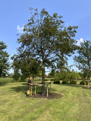 FAGUS SYLVATICA