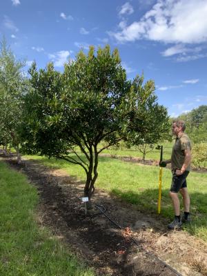 ARBUTUS UNEDO