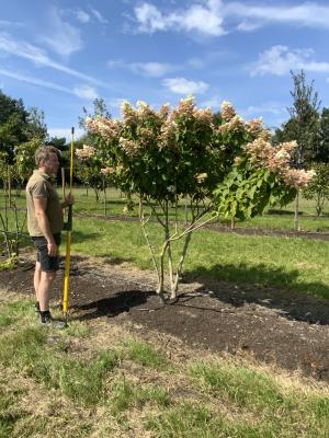 HYDRANGEA PANICULATA WHITE LADY