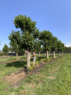 TILIA PLATYPHYLLOS