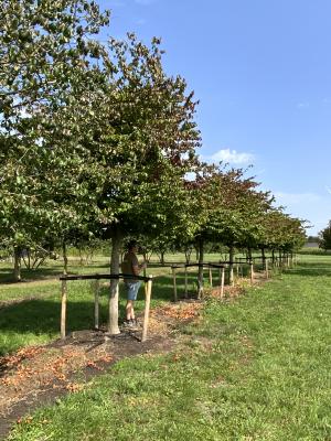 PARROTIA PERSICA