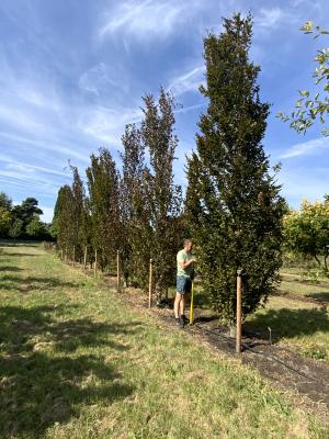 FAGUS SYLVATICA ROHAN OBELISK