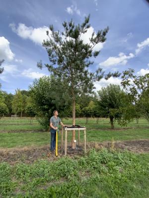 PINUS SYLVESTRIS GLAUCA