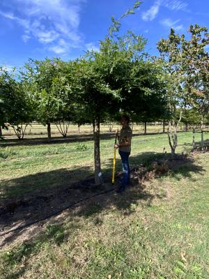 QUERCUS PALUSTRIS