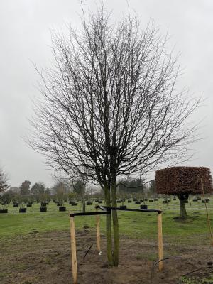 PARROTIA PERSICA VANESSA