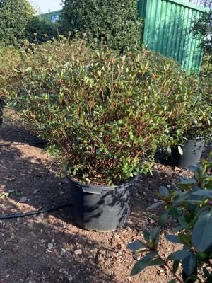 AZALEA JAPONICA GIRARD FUCSIA