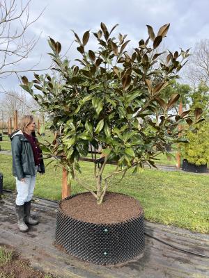 MAGNOLIA GRANDIFLORA GALLISONIENSIS