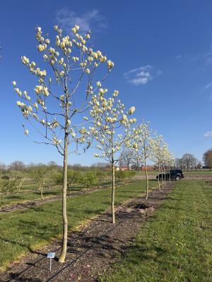 MAGNOLIA YELLOW RIVER