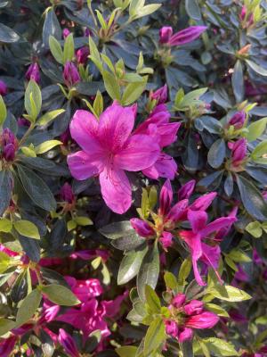 AZALEA JAPONICA PURPLE SPLENDOR