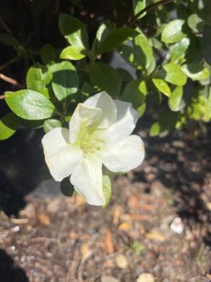 AZALEA JAPONICA DOROTHY HAIDEN