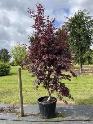 ACER PALMATUM BLOODGOOD