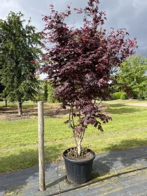 ACER PALMATUM BLOODGOOD