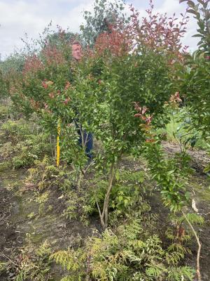 LAGERSTROEMIA INDICA ROSEA