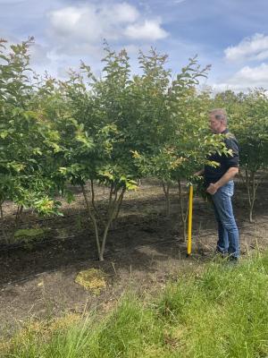 LAGERSTROEMIA NATCHEZ