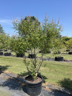 VITEX AGNUS CASTUS LATIFOLIA