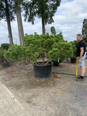 PINUS NIGRA PIERRICK BREGEON