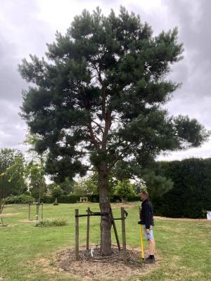 PINUS SYLVESTRIS