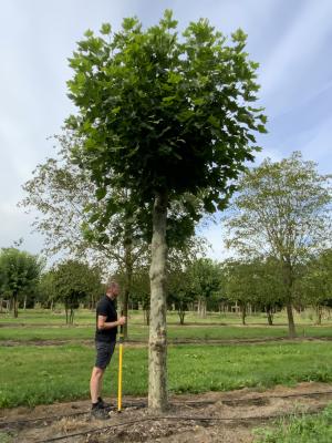 PLATANUS ACERIFOLIA